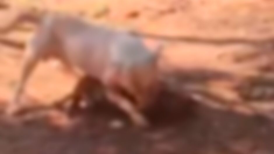 O pitbull conseguiu escapar de dentro de casa e realizou o ataque 