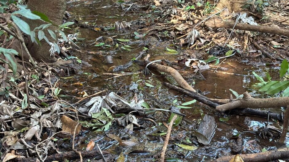 A &aacute;rea est&aacute; sendo preservada pelo pr&oacute;prio condom&iacute;nio