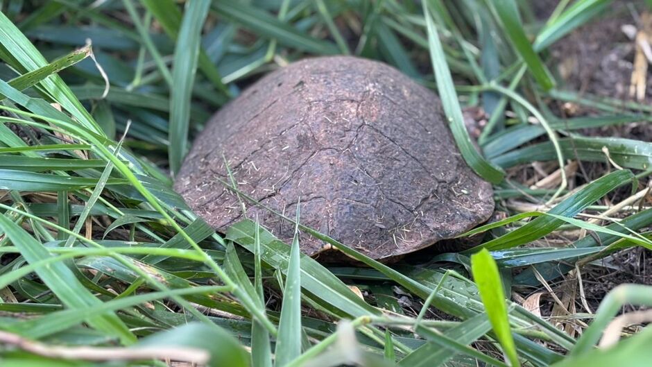 O animal foi colocado na vegeta&ccedil;&atilde;o de novo ap&oacute;s sair da pista