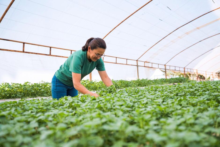 No centro desse universo, onde a rusticidade da produ&ccedil;&atilde;o encontra o calor humano da cidade, est&aacute; D&eacute;bora Iao Matsuiuki Yoshida