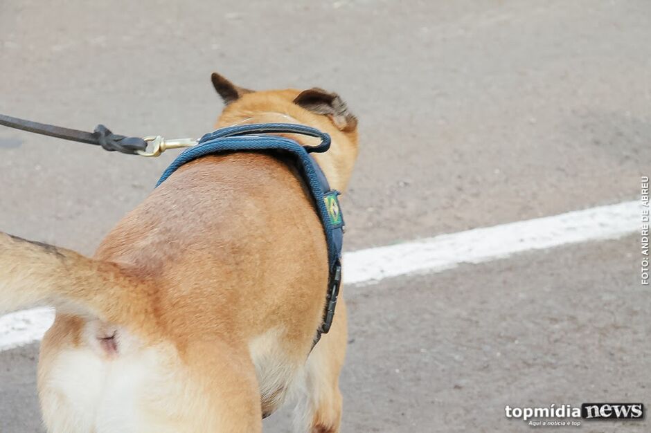 Ap&oacute;s reclama&ccedil;&otilde;es de ataques a gatos, mulher amea&ccedil;a matar cachorro em Campo Grande