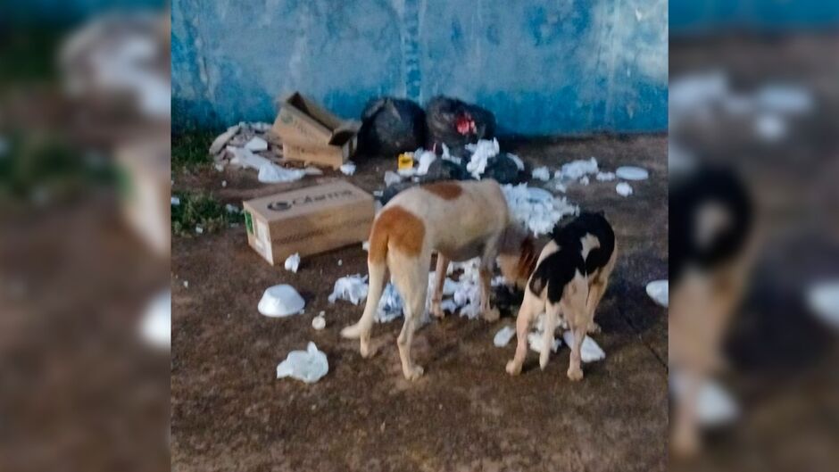 Os animais reviram o lixo em busca de alimentos 