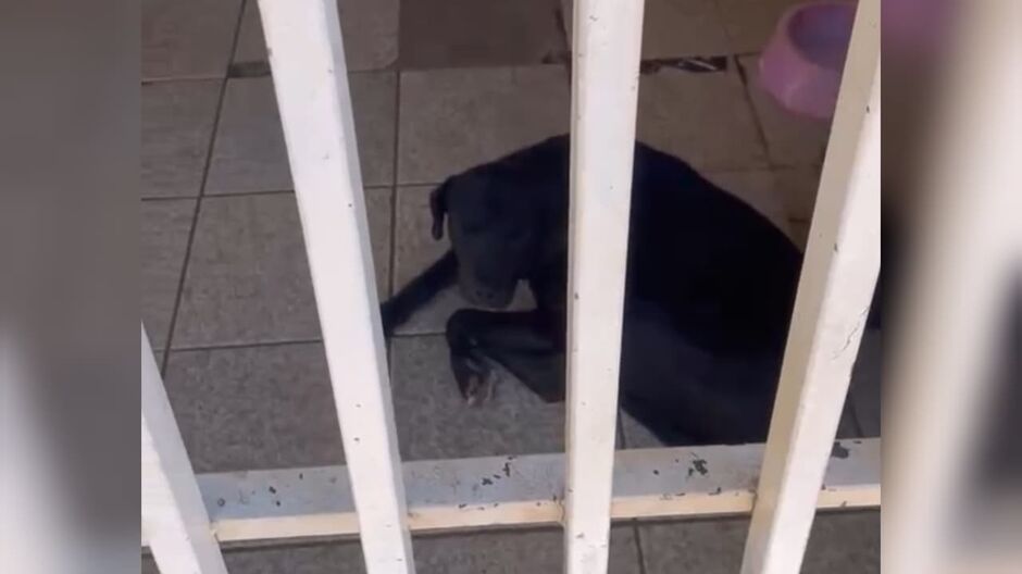 Os animais se alimentam coma a ajuda dos vizinhos da resid&ecirc;ncia 