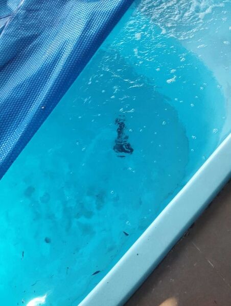 Piscina foi pouco usada, diz den&uacute;ncia