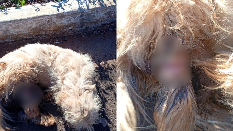 Animal segue abandonado pelas ruas do Vil&aacute;gio Vit&oacute;ria