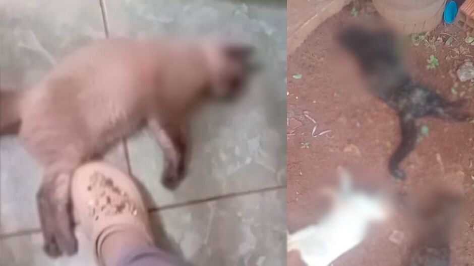 Animais mortos nos &uacute;ltimos dias na Vila Fernanda