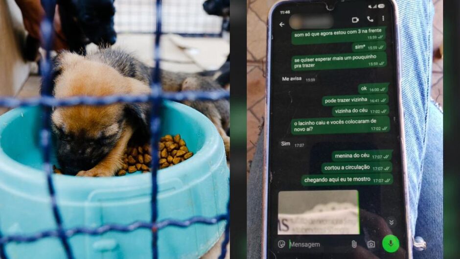 Imagem Ilustrativa/Conversa entre tutora e pet shop cedida ao TopM&iacute;diaNews