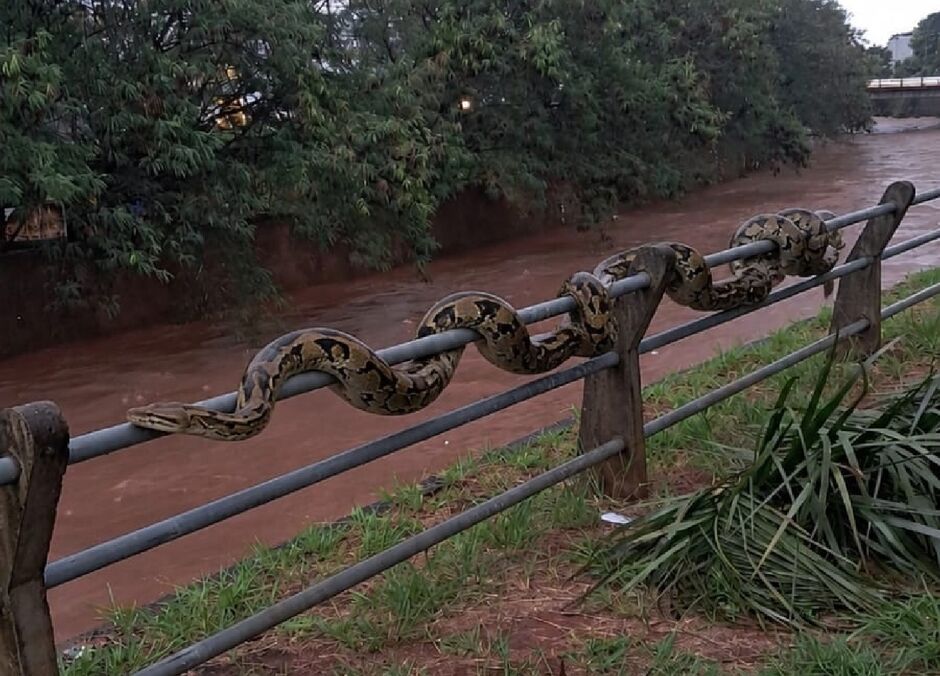 Sucuri &agrave; beira do c&oacute;rrego da Ermesto Geisel era s&oacute; brincadeira 