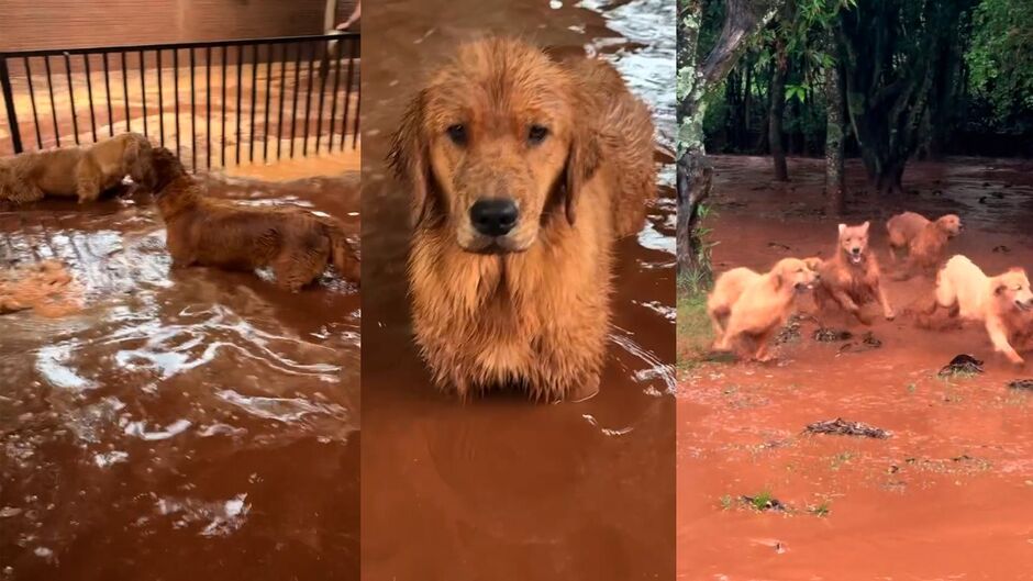 Animais ficaram molhados, mas aproveitaram a lama para brincar depois