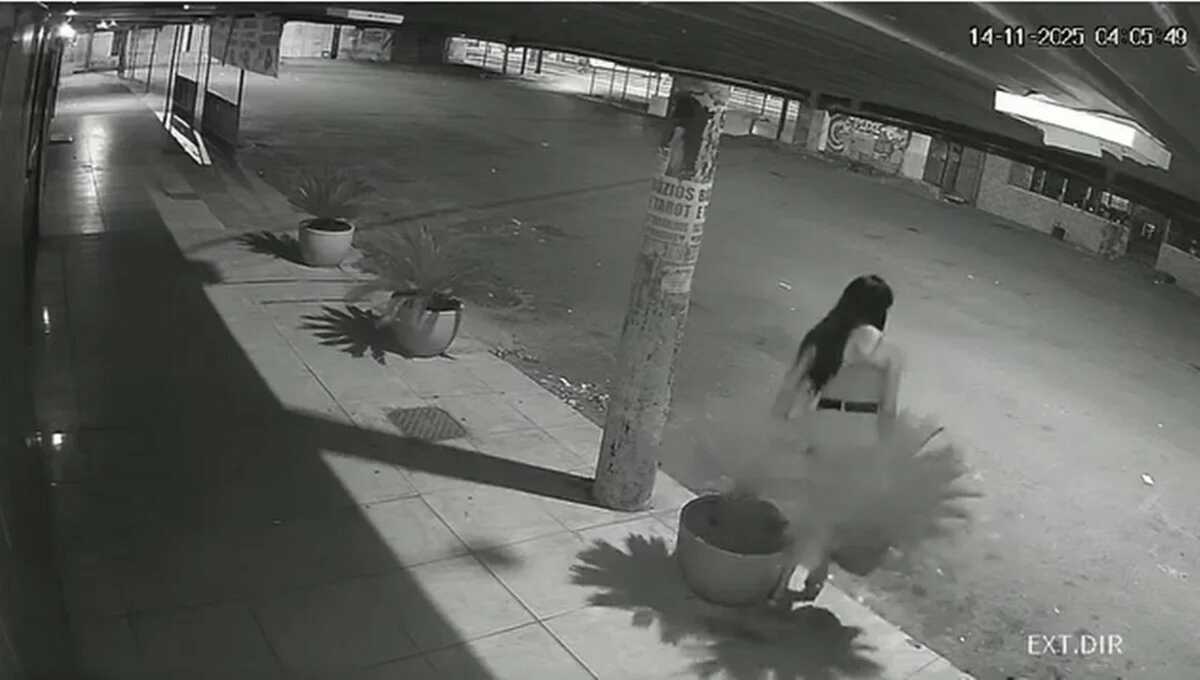 Após noite de programas, travesti surrupia plantas perto de delegacia no DF