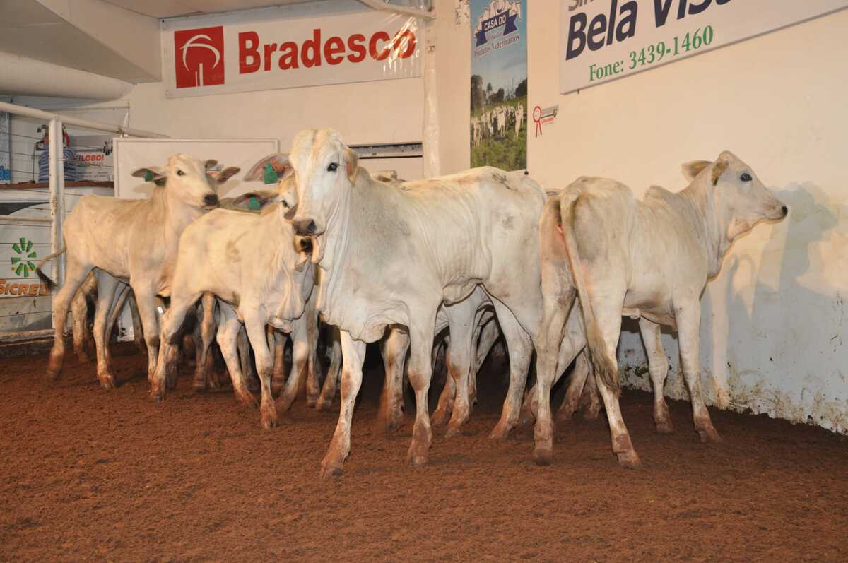 Bela Vista sedia 47ª Exposição Agropecuária no próximo mês - Portal TOP ...