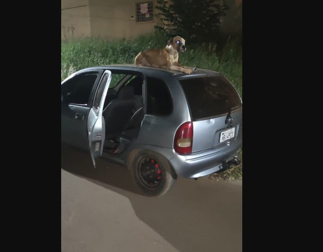 Cachorro cuidou de carro furtado na Moreninha 