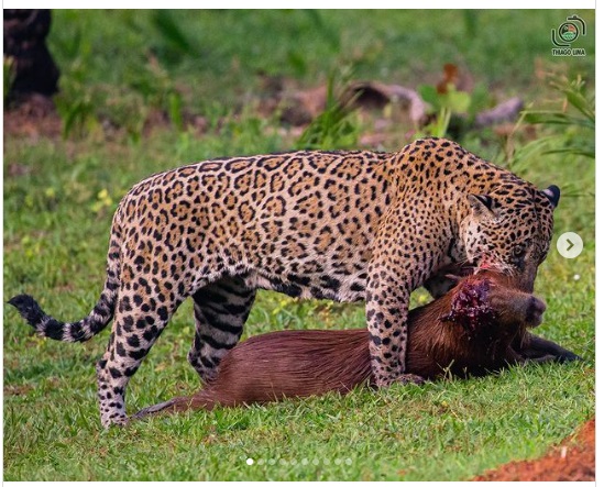 Fotógrafo flagra ataque de onça a capivara e filhote 'banguela' em MS