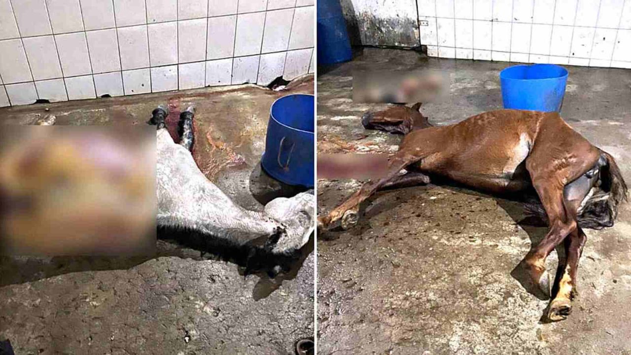 Polícia encontra abatedouro de cavalo, carne era vendida