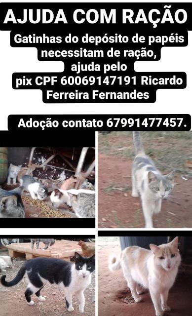 Adoção e ajuda para gatos