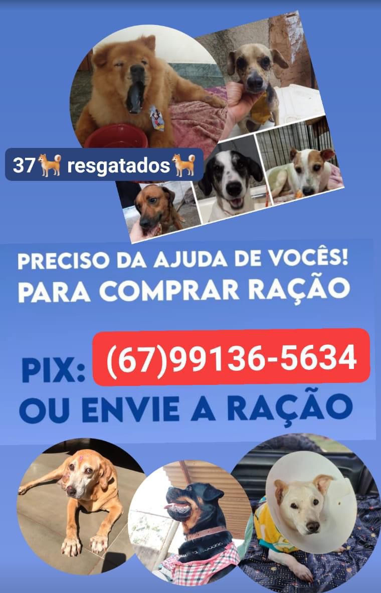 Ajuda para cães abandonados em Campo Grande