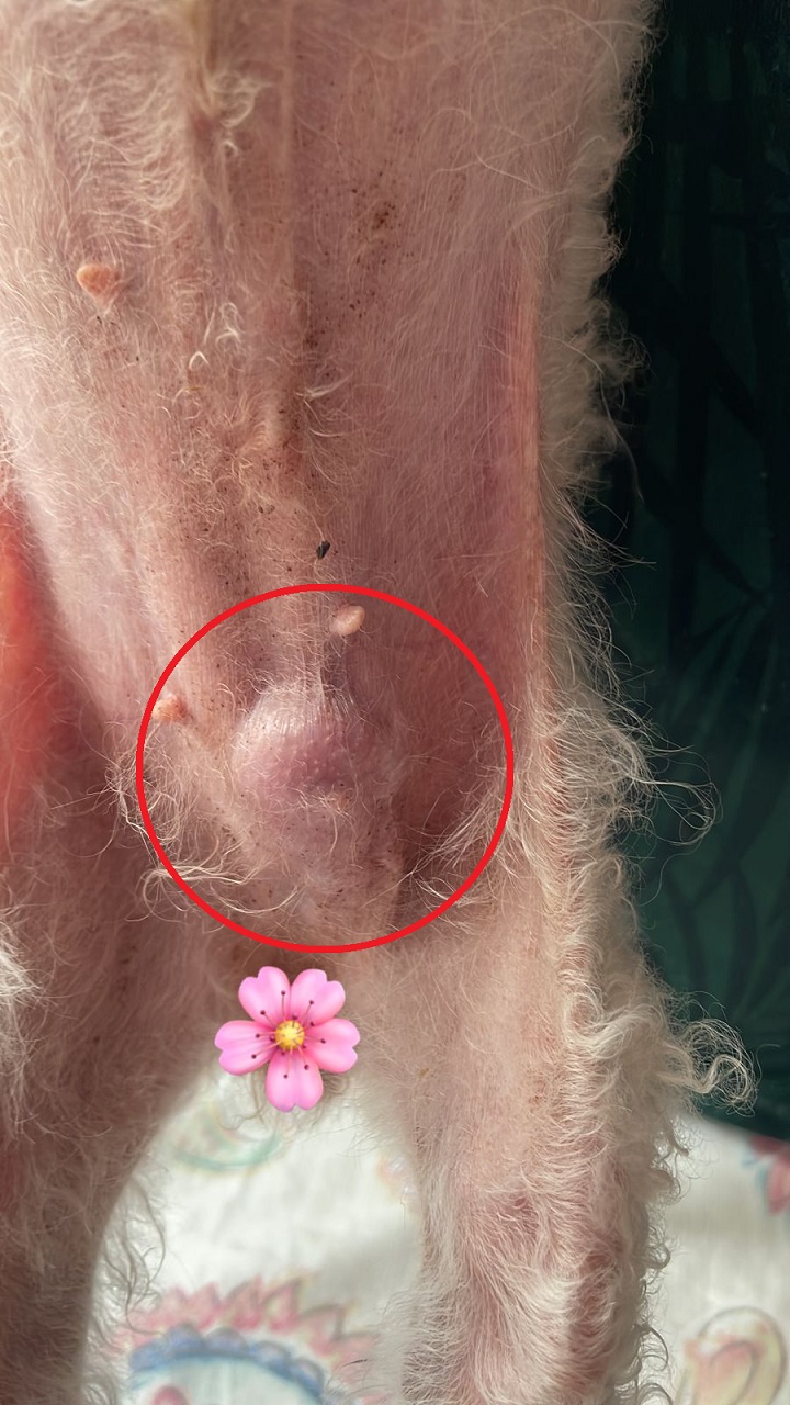 Mel tem um tumor maligno e precisa de tratamento 