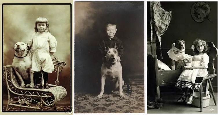 No final do século XIX e começo do século XX, o pitbull era bastante popular em casas com famílias