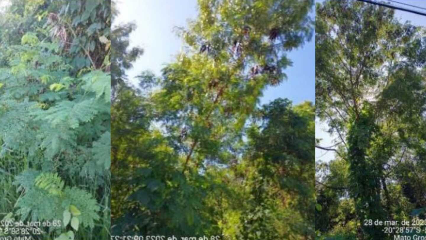 Imagens da planta encontrada na APP