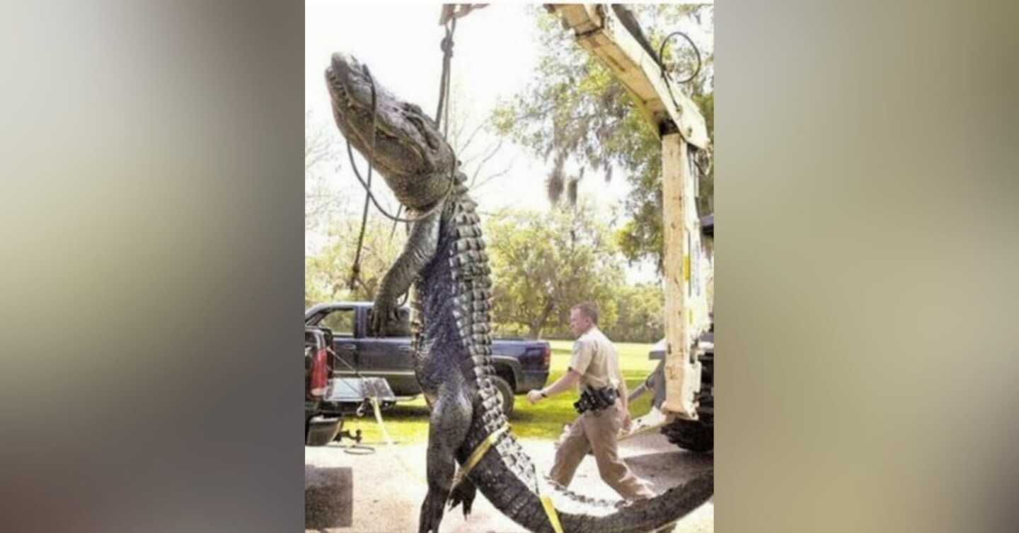 Crocodilo gigantesco causa entupimento de esgoto #criador