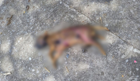 Cachorro costumava passear pelo bairro matinalmente