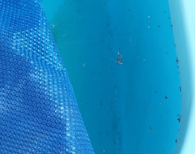 Piscina foi pouco usada, diz denúncia