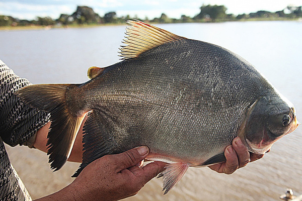 Qual é o maior exportador de peixe do mundo?