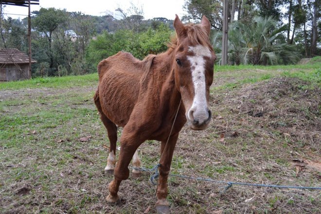 Homem suspeito de maus tratos a cavalo morto é preso no interior