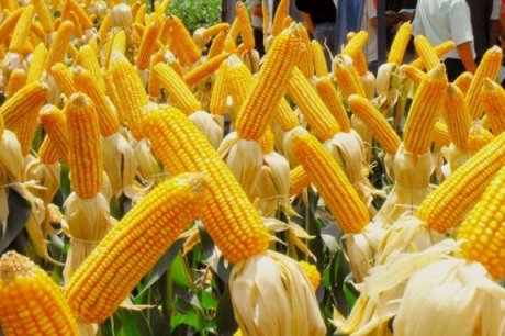 Arremesso de espiga de milho é destaque em Jogos Rurais no RS
